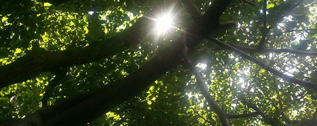 Bild von Sonnenschein durch Bäume
